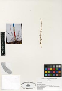 Herbarium Sheet of 